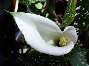 Zantedeschia elliottiana Cream